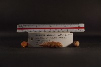 煙管螺藏品圖，第4張