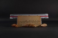 煙管螺藏品圖，第5張