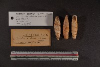 煙管螺藏品圖，第2張