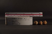 煙管螺藏品圖，第3張