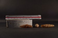 煙管螺藏品圖，第4張