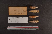 煙管螺藏品圖，第2張