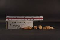 煙管螺藏品圖，第3張