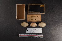 月光櫻蛤藏品圖，第1張