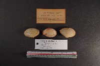 月光櫻蛤藏品圖，第2張