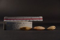 月光櫻蛤藏品圖，第3張