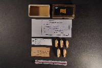 飛彈芋螺 藏品圖，第1張