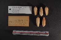 飛彈芋螺 藏品圖，第2張