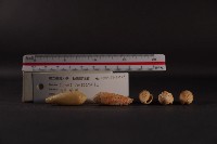 飛彈芋螺 藏品圖，第4張