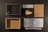 船長芋螺藏品圖，第1張