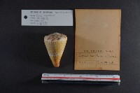 船長芋螺藏品圖，第2張