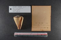 船長芋螺藏品圖，第3張