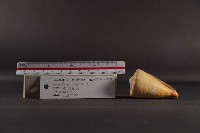 船長芋螺藏品圖，第4張