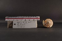 船長芋螺藏品圖，第5張