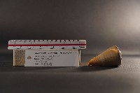 船長芋螺藏品圖，第6張