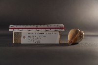 船長芋螺藏品圖，第7張