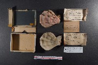 北海道海扇蛤藏品圖，第1張