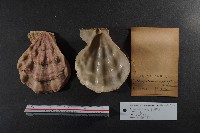 北海道海扇蛤藏品圖，第2張