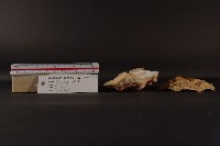 北海道海扇蛤藏品圖，第4張