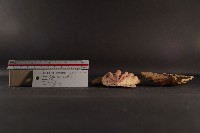 北海道海扇蛤藏品圖，第5張