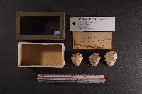 白齒岩螺藏品圖，第1張