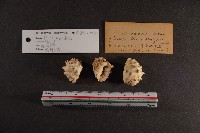 白齒岩螺藏品圖，第2張