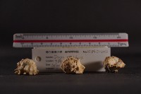 白齒岩螺藏品圖，第3張