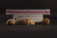 白齒岩螺藏品圖，第4張