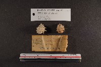 白齒岩螺藏品圖，第2張