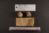 白齒岩螺藏品圖，第3張