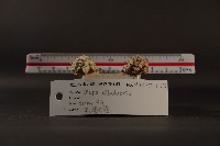 白齒岩螺藏品圖，第4張