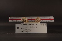 白齒岩螺藏品圖，第5張