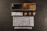 白齒岩螺藏品圖，第1張