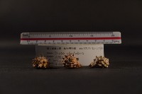 白齒岩螺藏品圖，第3張