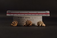 白齒岩螺藏品圖，第4張