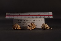 白齒岩螺藏品圖，第5張