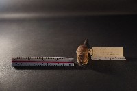 月鼠藏品圖，第2張