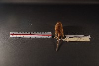 月鼠藏品圖，第4張