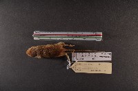 月鼠藏品圖，第5張