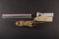 月鼠藏品圖，第6張