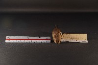月鼠藏品圖，第2張