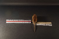 月鼠藏品圖，第4張