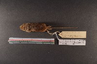 月鼠藏品圖，第5張