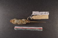 月鼠藏品圖，第6張