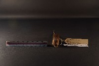 小家鼠藏品圖，第2張