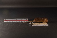 小家鼠藏品圖，第3張