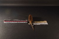 小家鼠藏品圖，第4張