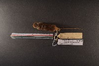 小家鼠藏品圖，第5張