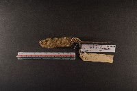 小家鼠藏品圖，第6張