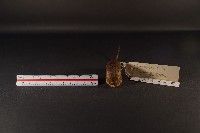 小家鼠藏品圖，第2張